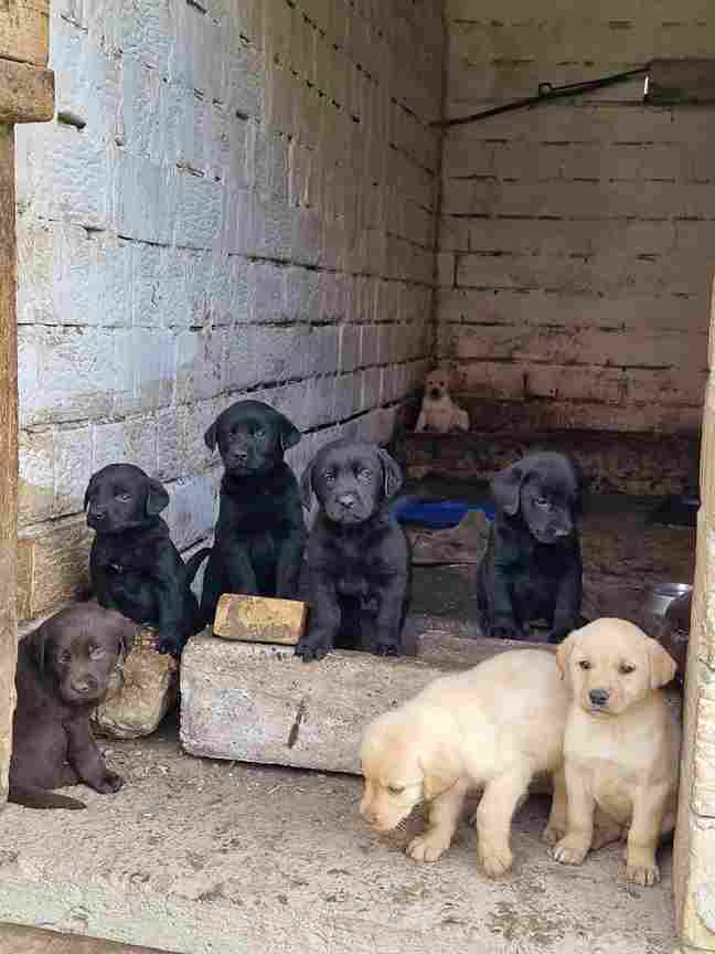  Štenci labradora